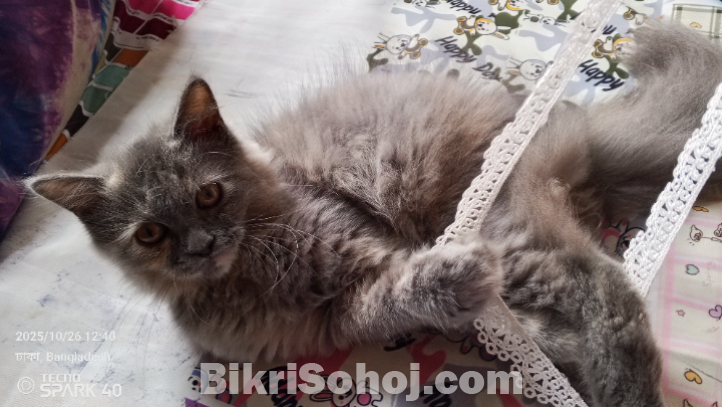 পারসিয়ান ক্যাট